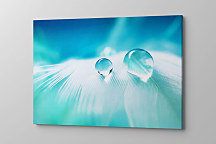 Obraz Vtáčie pierko s kvapkou vody